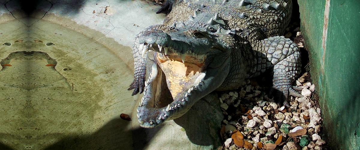 Wildlife & Nature at Jungle Adventures, Christmas FL - Orlando