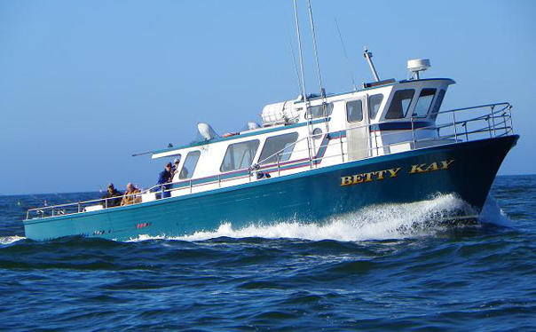 Half Day Rock Fishing trip photo 1
