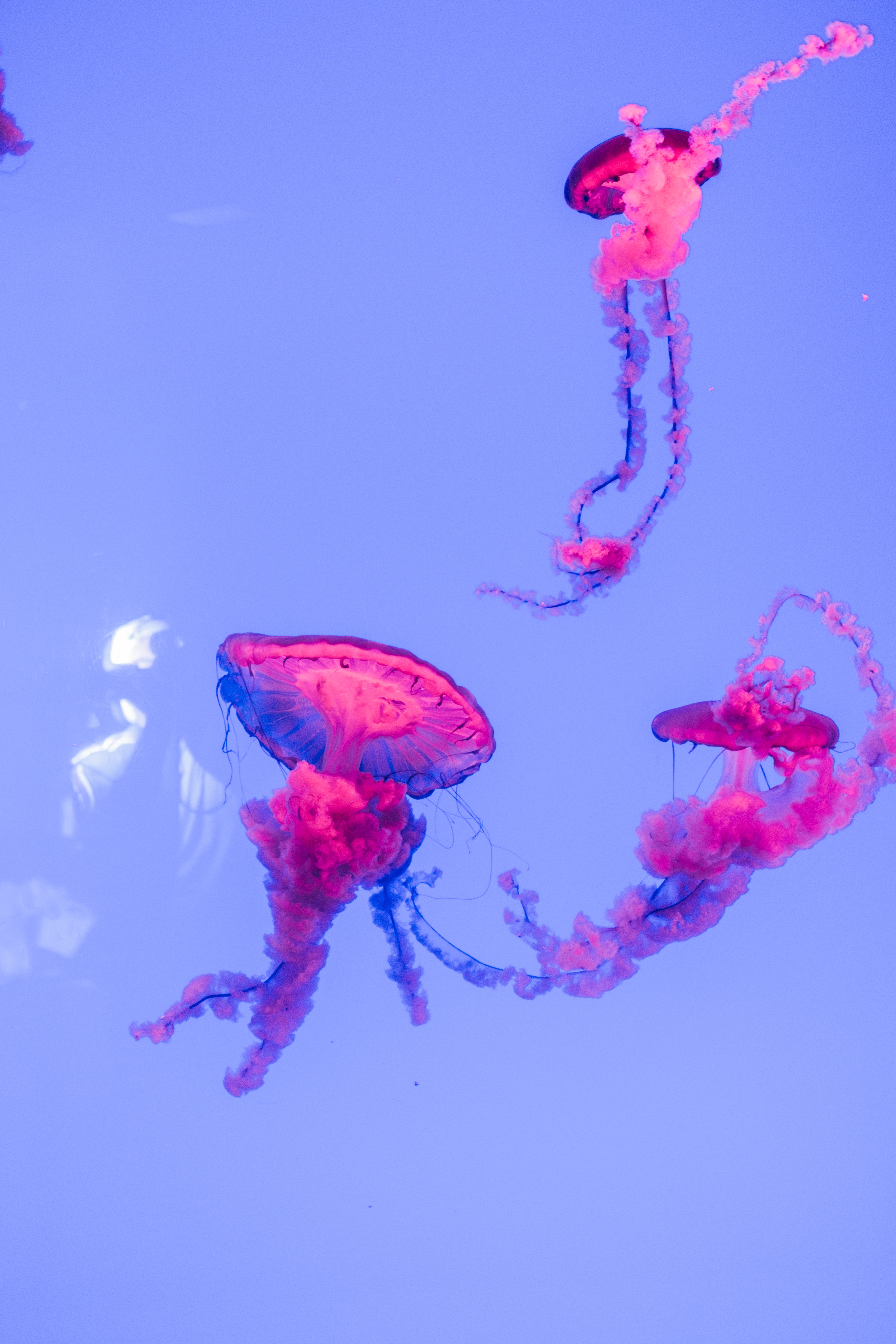 pink jellyfish swirling in blue water