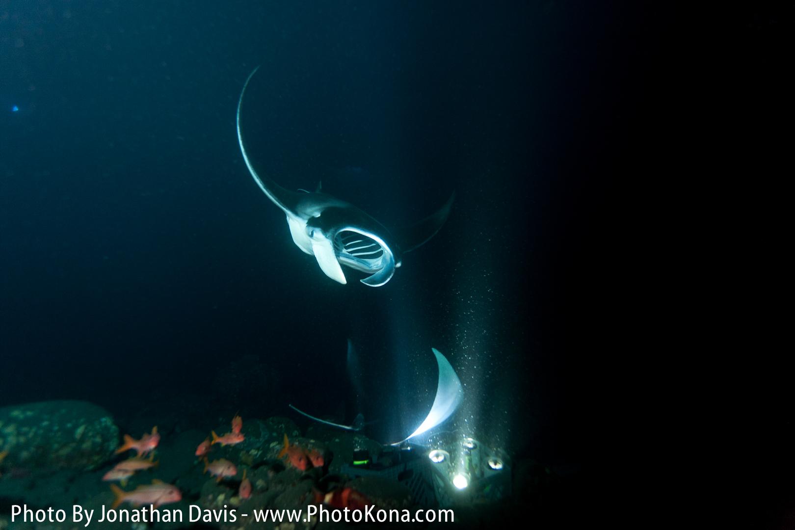Manta Ray Night Charter photo 3