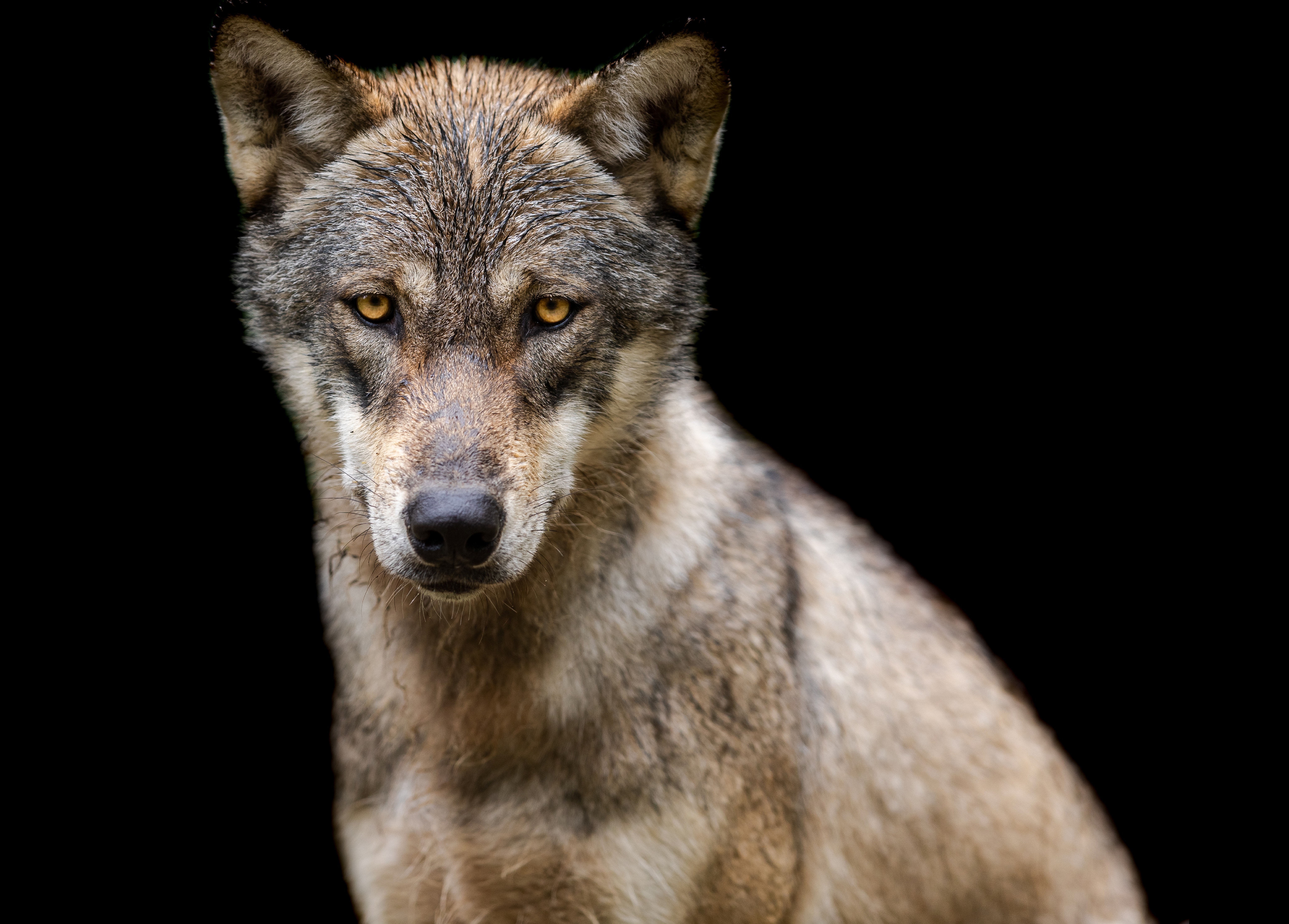 Product image for Domestication & Evolution
