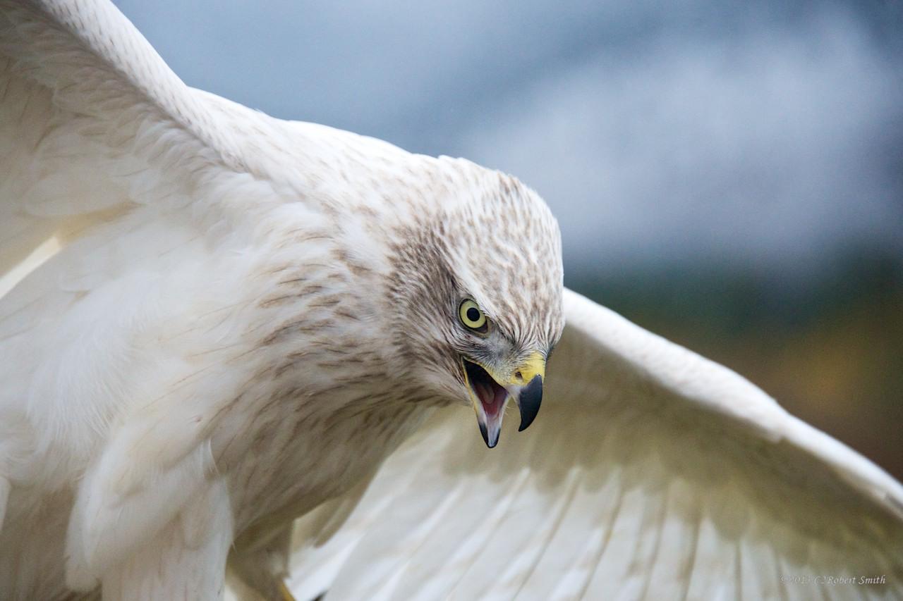 Raptor Adaptations: Masters of Survival photo 1