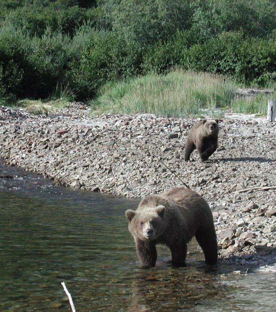 Alaska Brown Bear Viewing by Helicopter photo 5