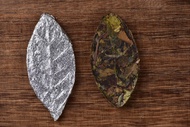 Nannuo Mountain "Leaf" Assamica White Tea from Yunnan Sourcing