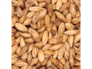 Belgian Aromatic from Malt-Tea.com