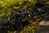 Laoshan Black from Verdant Tea