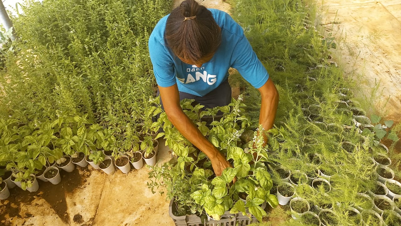 Greenhouse for All logo