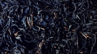 Hakko Cha from O5 Tea