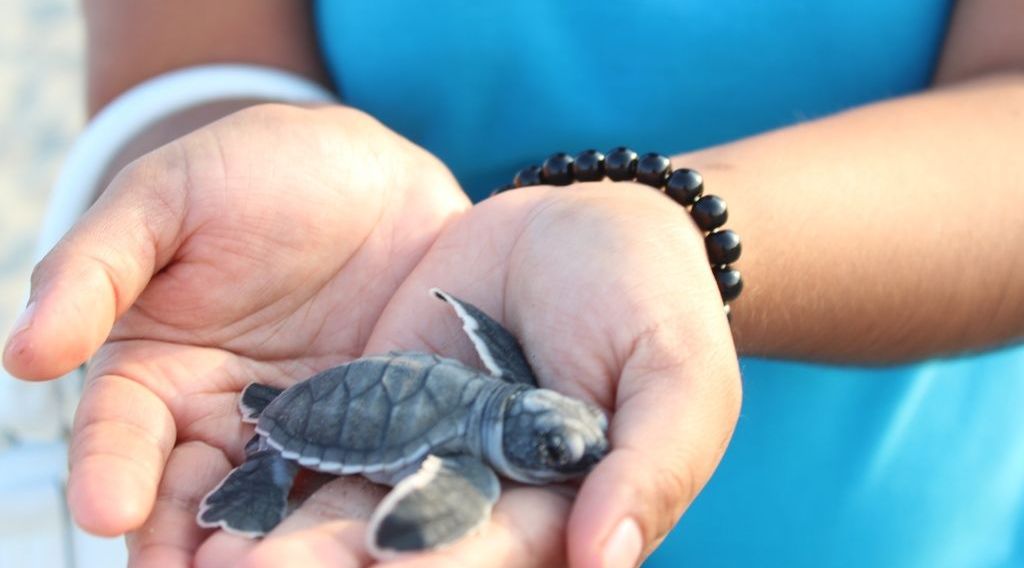 Baby Turtles Release Experience & Fruit Plantations Visit Book Tours