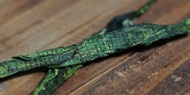 Tai Ping Houkui from Min River Tea