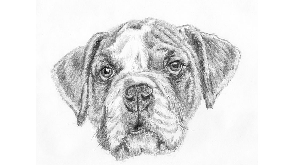 How to Draw a Dog Face Let s Draw Today Club
