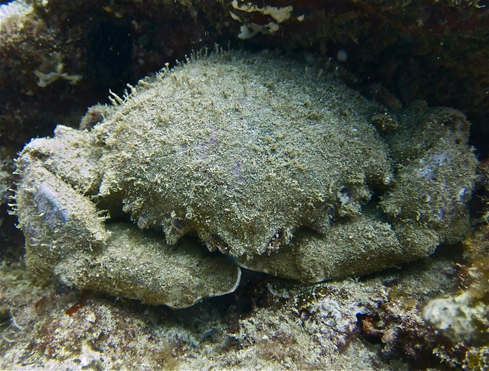 Water Activities & Waikiki: 2 Tank Reef Dives with Banzai Divers Hawaii - Honolulu