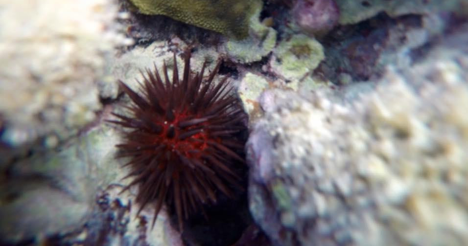 Fajardo Snorkeling Gear Rental tour photo 9