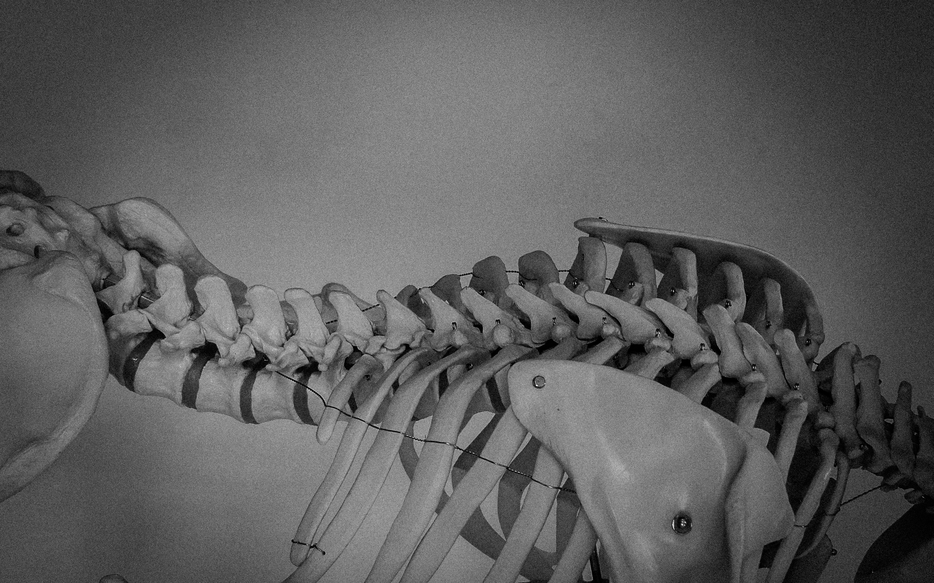 skeleton spine
