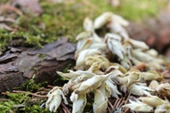 Silver Buds Yabao from Verdant Tea