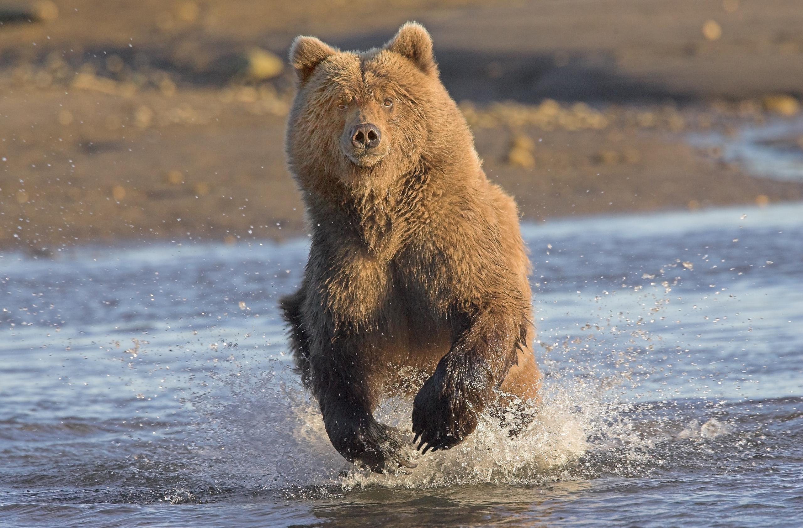 Embark on a captivating 5-hour guided Bear Viewing tour with Smokey Bay Air in Homer, Alaska, and experience the thrill of observing some of North America's most iconic wildlife in their natural habitat. This exclusive adventure takes you by small aircraft to prime bear viewing locations, where delicate ecosystems and breathtaking scenery set the stage for unforgettable encounters. Travelers will enjoy the close-up sights of black and brown bears fishing along rivers, foraging in lush forests, and lounging in peaceful clearings. The knowledgeable guides share insights about the local wildlife and environment, enriching your understanding of Southeast Alaska's wilderness. The tour is perfect for nature lovers, wildlife enthusiasts, and those seeking a unique perspective on Alaska's untouched landscapes. With safety, comfort, and sustainability in mind, Smokey Bay Air ensures a responsible and memorable experience that leaves visitors with a deeper appreciation for Alaska’s wilderness and its remarkable creatures. - Anchorage