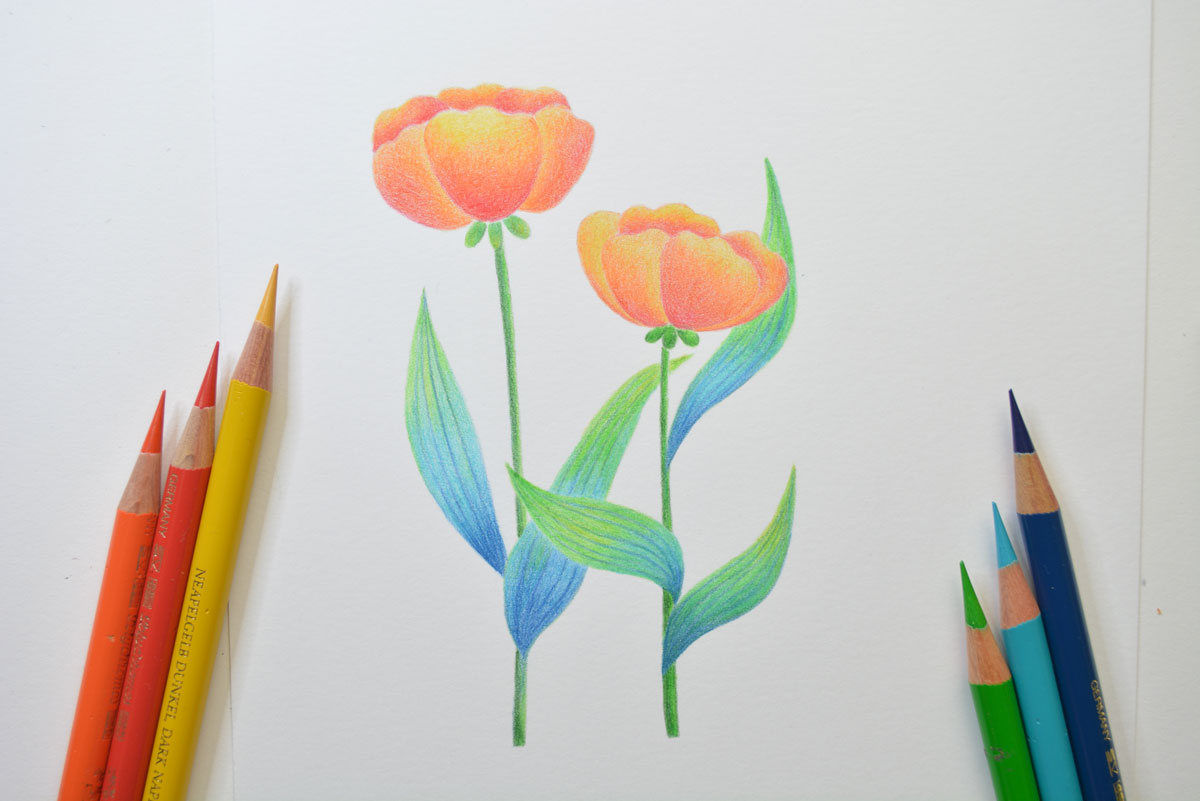 色鉛筆創作 細緻繽紛的花草 創作私庫school Of Creative