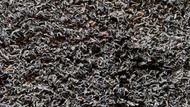 Wild Blueberry (Leaf) 'Tea' from O5 Tea