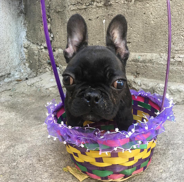2017-05-22 16_57_21-Nikki - Road Dogs Rescue roadogs Instagram photos and videospng