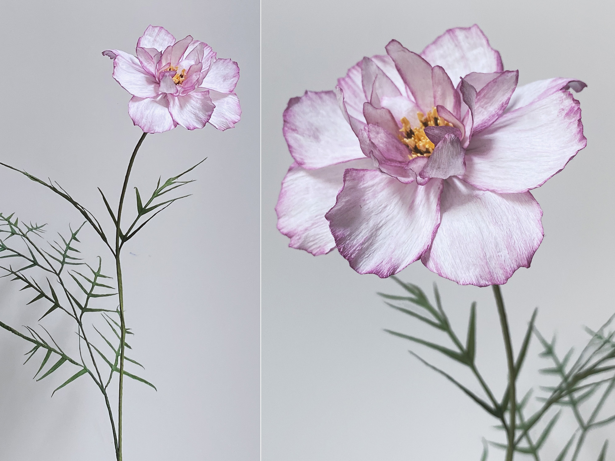 Product image for Cosmos Double Take