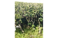 Supernatural Green from Master Matsumoto/ Postcard Teas