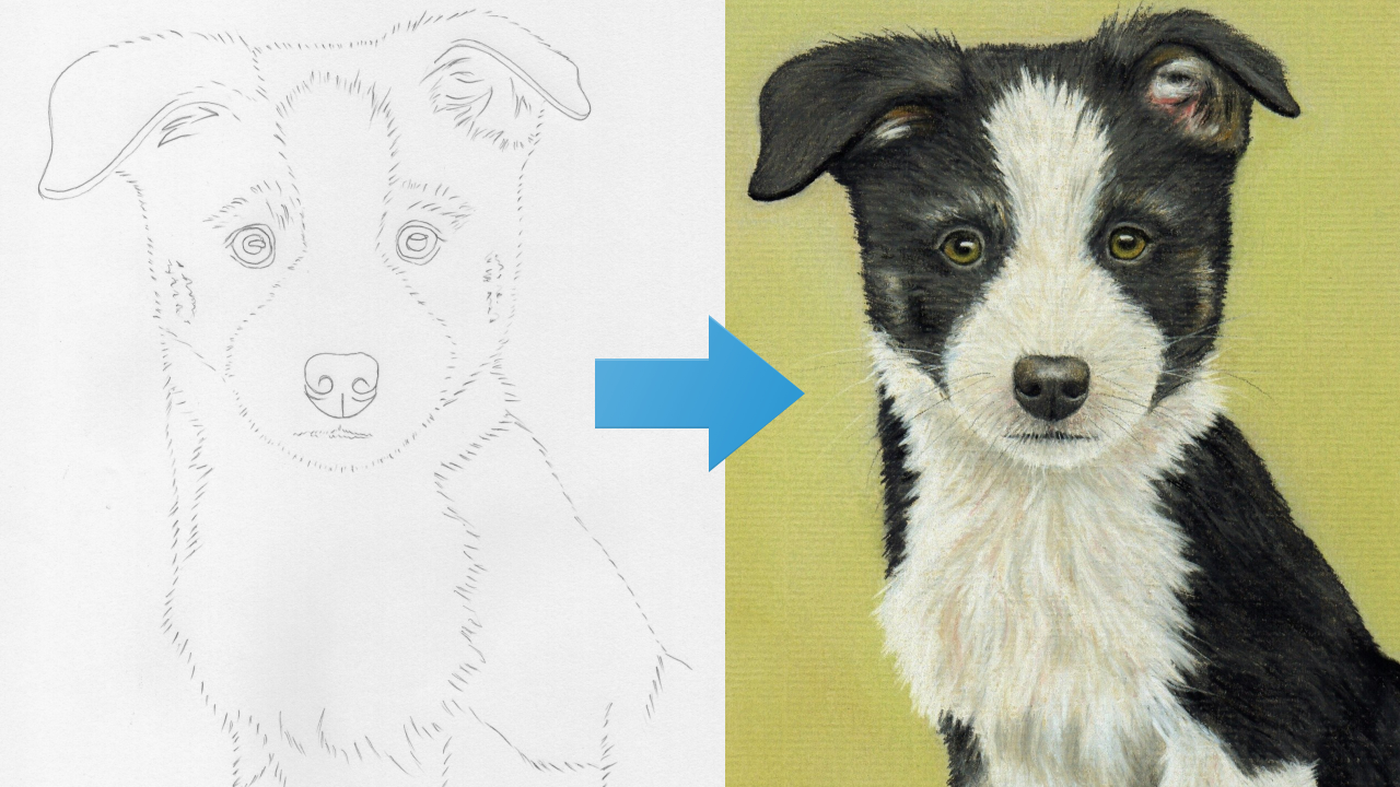 Draw a Border Collie Puppy using Pastel Pencils StackSkills