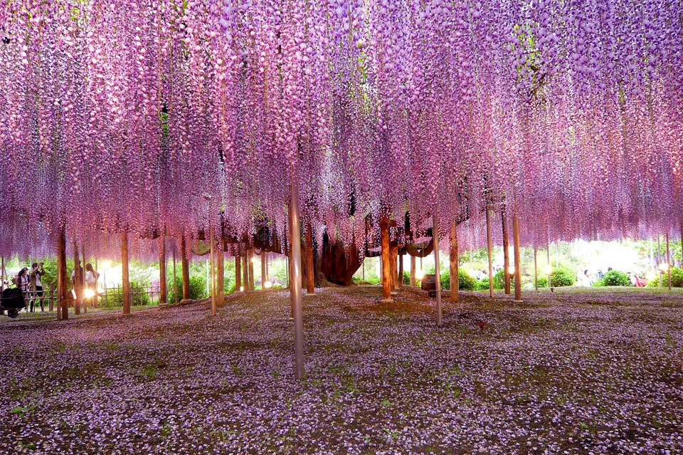 கண்கவர் மரங்கள்  UWfYp8mbR6yzXoGz0q6s+most-beautiful-wisteria-tree-in-the-world