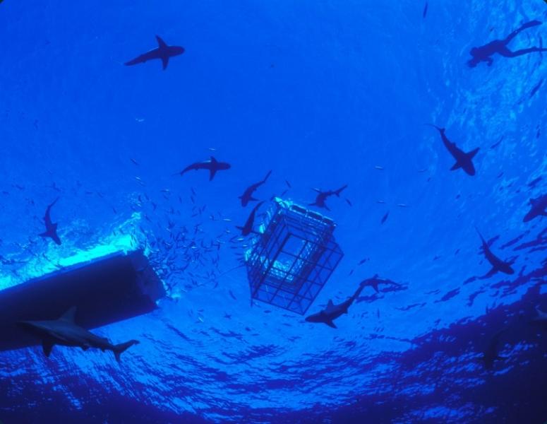 Shark Cage Diving photo 1