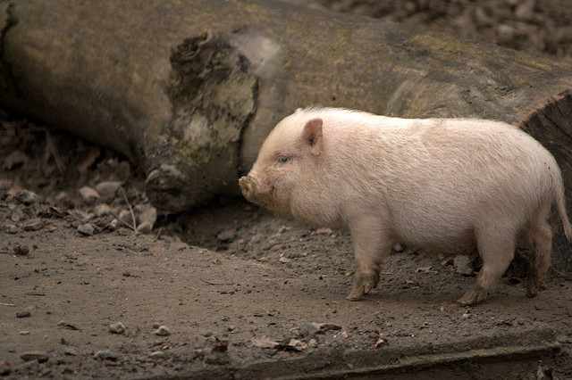 Adding Flow Control to Apache Pig using Python | Codementor