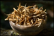 Foxtails from Whispering Pines Tea Company