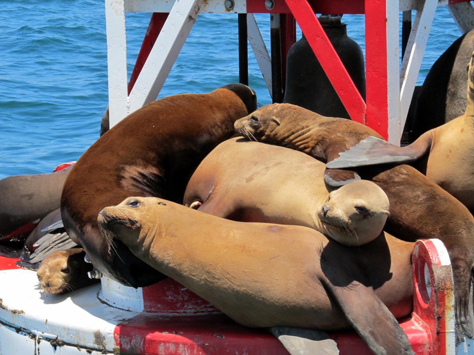 Dolphin and Whale Adventure in Anaheim, California - Los Angeles