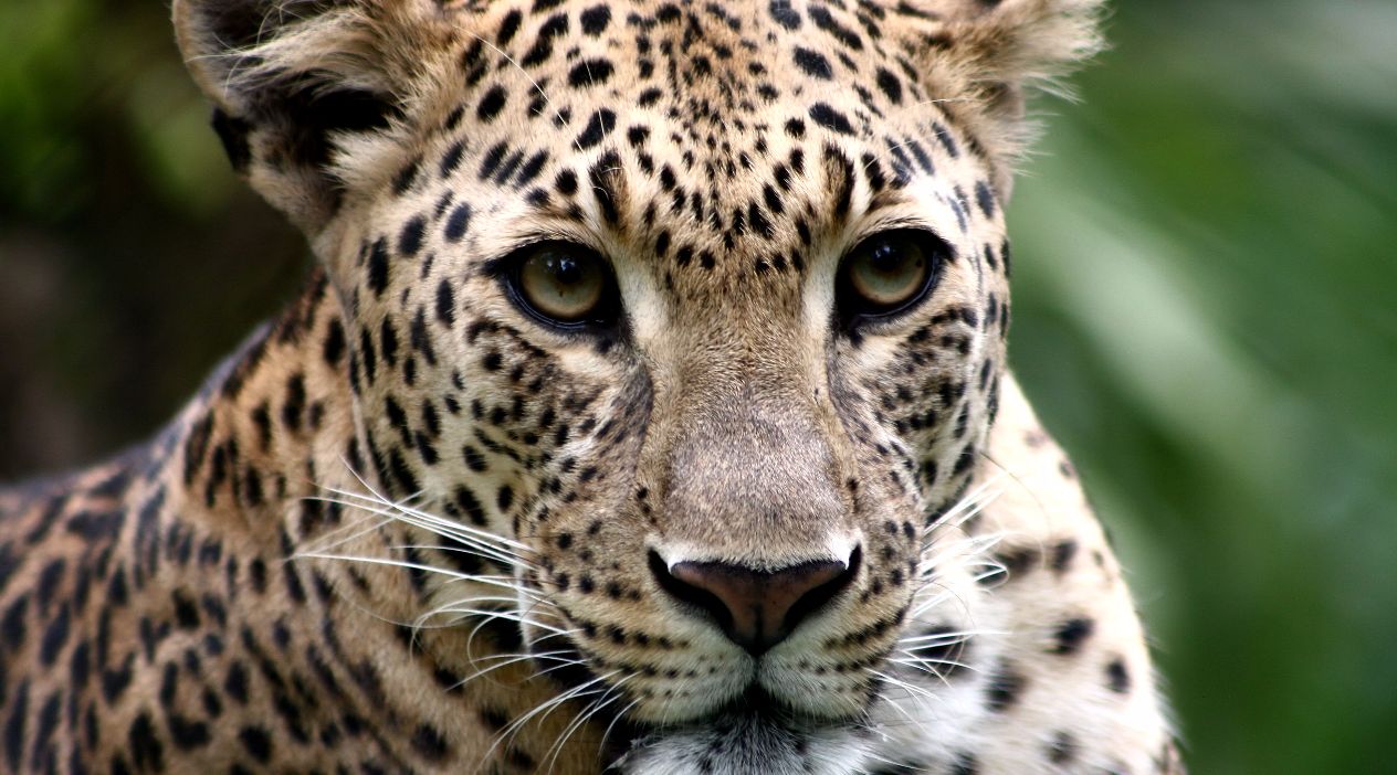 Wild Cats Sanctuary Extended Tour in Tampa: Book Tours & Activities at