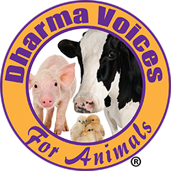 Dharma Voices for Animals logo