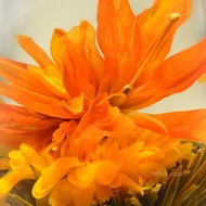 Royal Lily Silver Needle Flower Tea from Teavivre