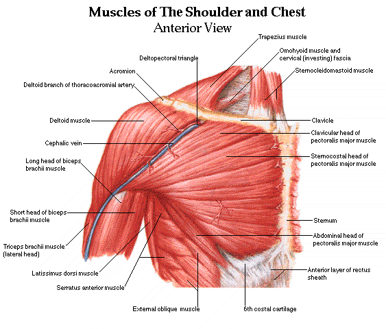 Basic Anatomy Of Training