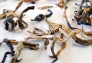 Golden Wire from Fresh Darjeeling Tea