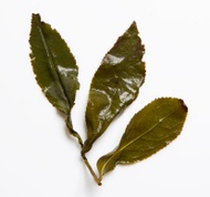 April 30 Gold from Song Tea & Ceramics