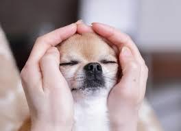 Pet Psychic- Readings & Pet blessings