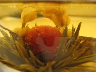 Juliet's Kiss from Primula