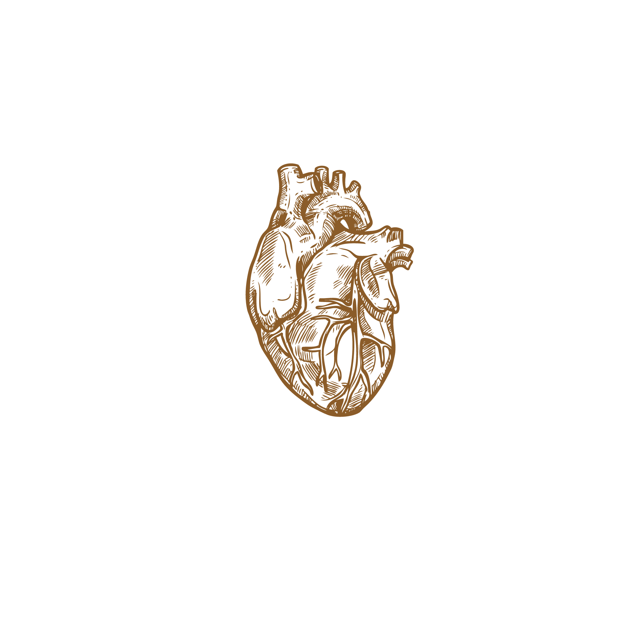 Product image for Anatomy and Physiology