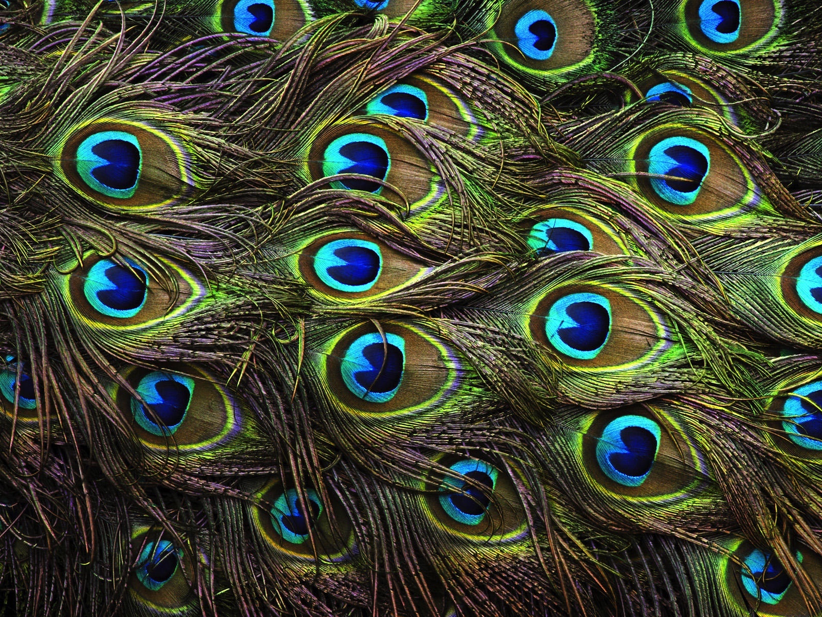 Through the Peacock's Eyes Courses