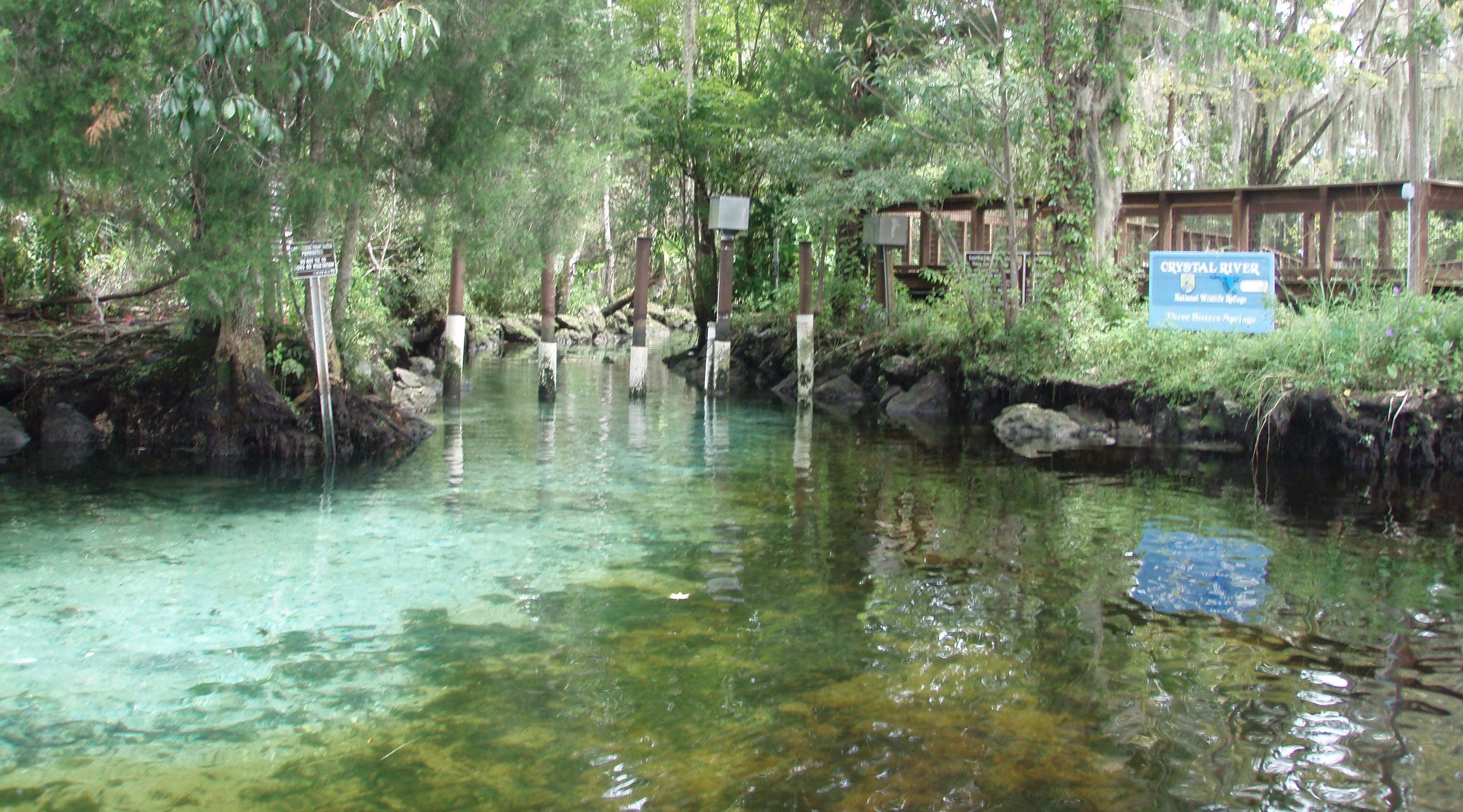 2 Hour 12' YOLO Hammerhead Paddle Board Rental and Manatee Viewing in
