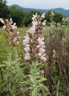Greek Sage - Salvia Fruticosa (Triloba) from Mermade Magickal Arts