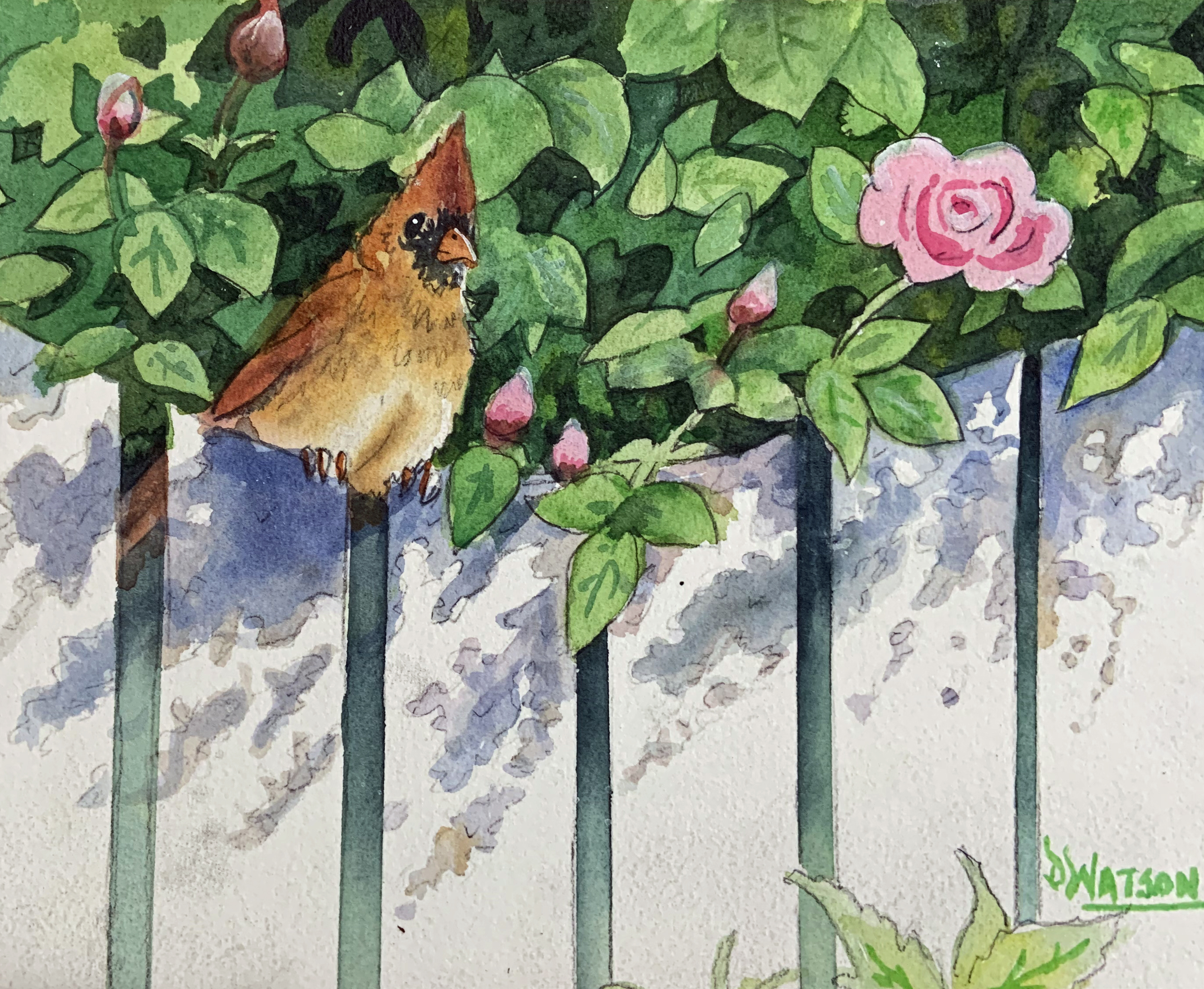 Garden Friend - Rose Bush, Cardinal and Shadows | Watson Watercolor