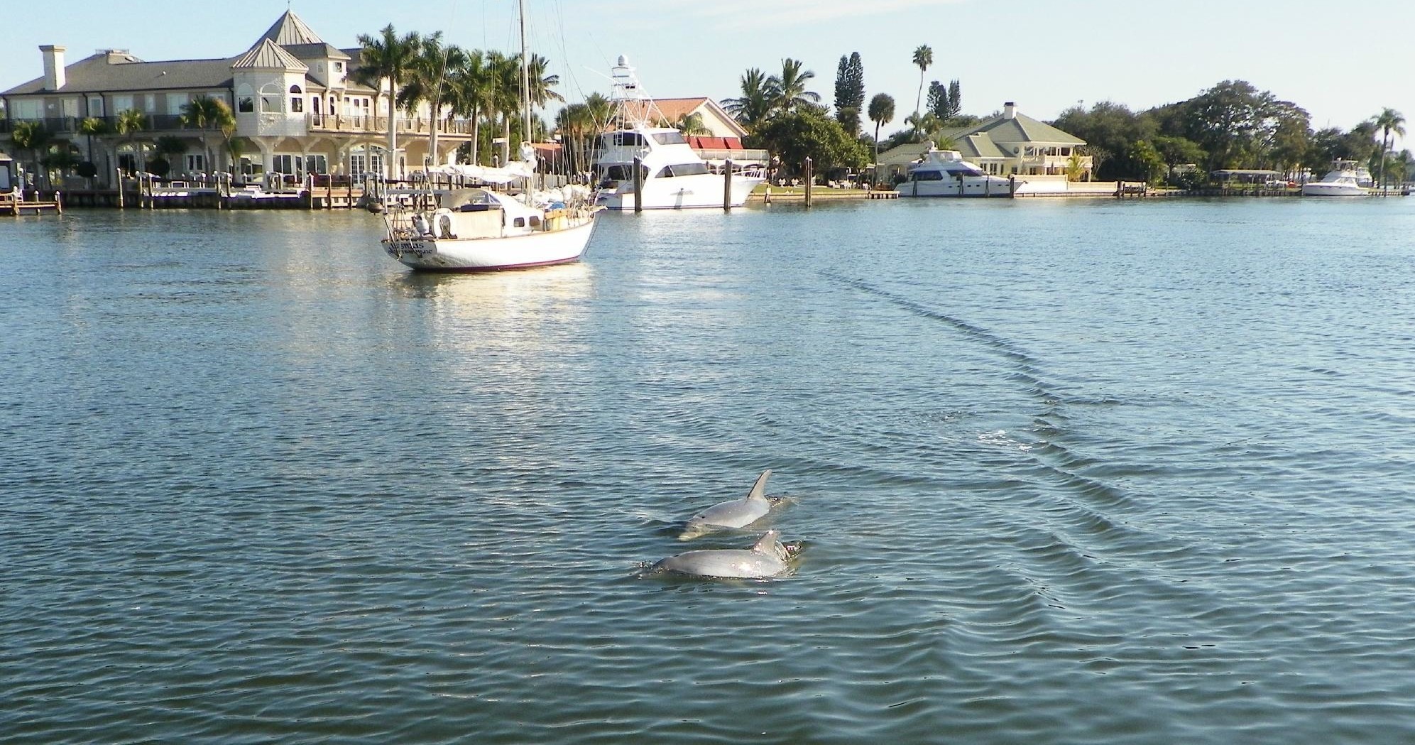2 hour  Dolphin Tour. Best Price in Florida. photo 3
