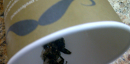 Tie Guan Yin from Bigote Ecuador