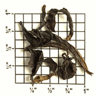 Feng Huang Dan Cong (ZO97) from Upton Tea Imports