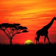 African Sunset from The Devotea