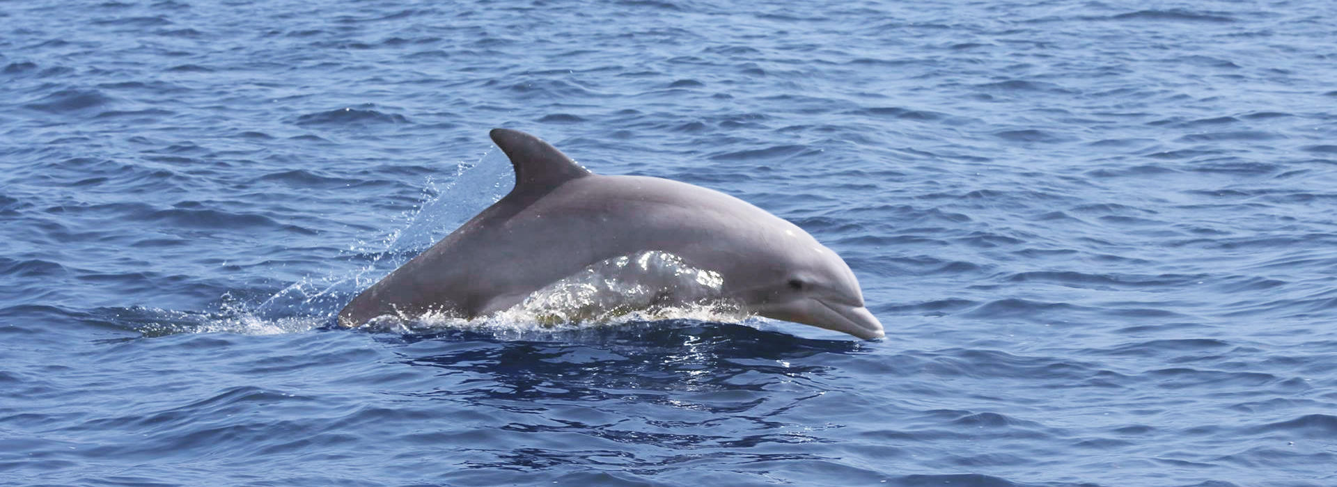Sunset Dolphin Watch photo 1