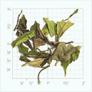 ZW60: Special Grade Shou Mei White Tea from Upton Tea Imports